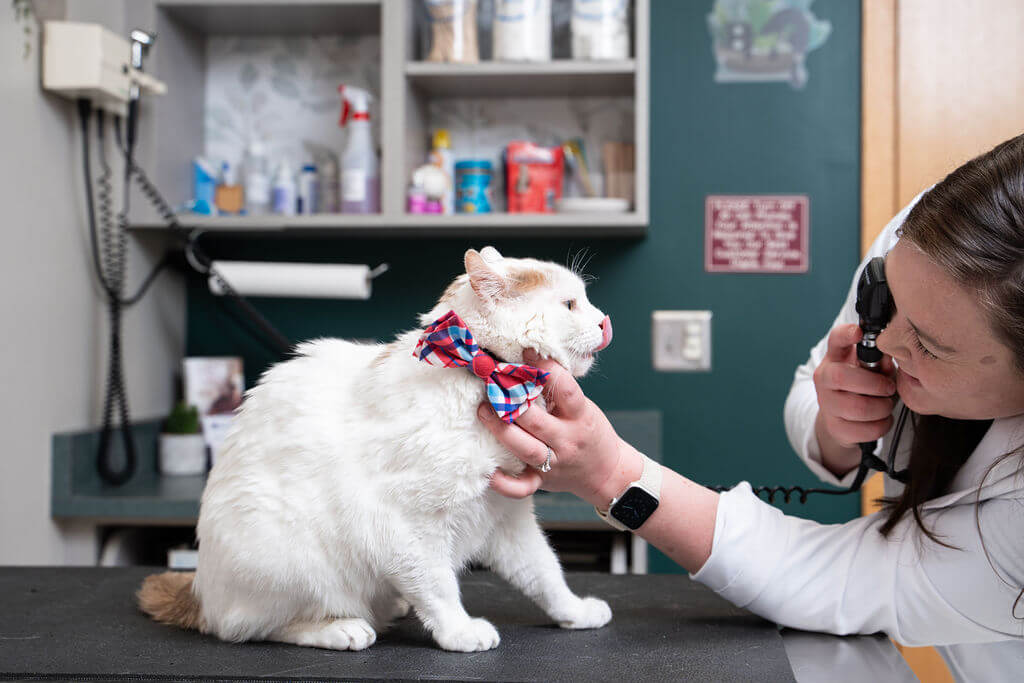 Rogers Minnesota Veterinarians Rogers Minnesota Veterinarians