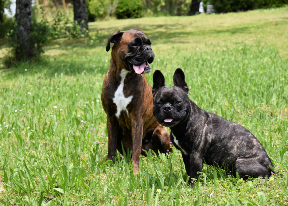 Two Dogs outside