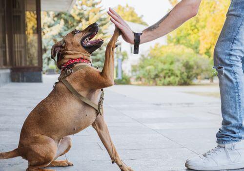 Dog giving owner high five after nail trim.