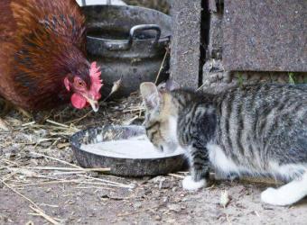 Bird Flu and Cats: What Every Pet Owner Needs to Know