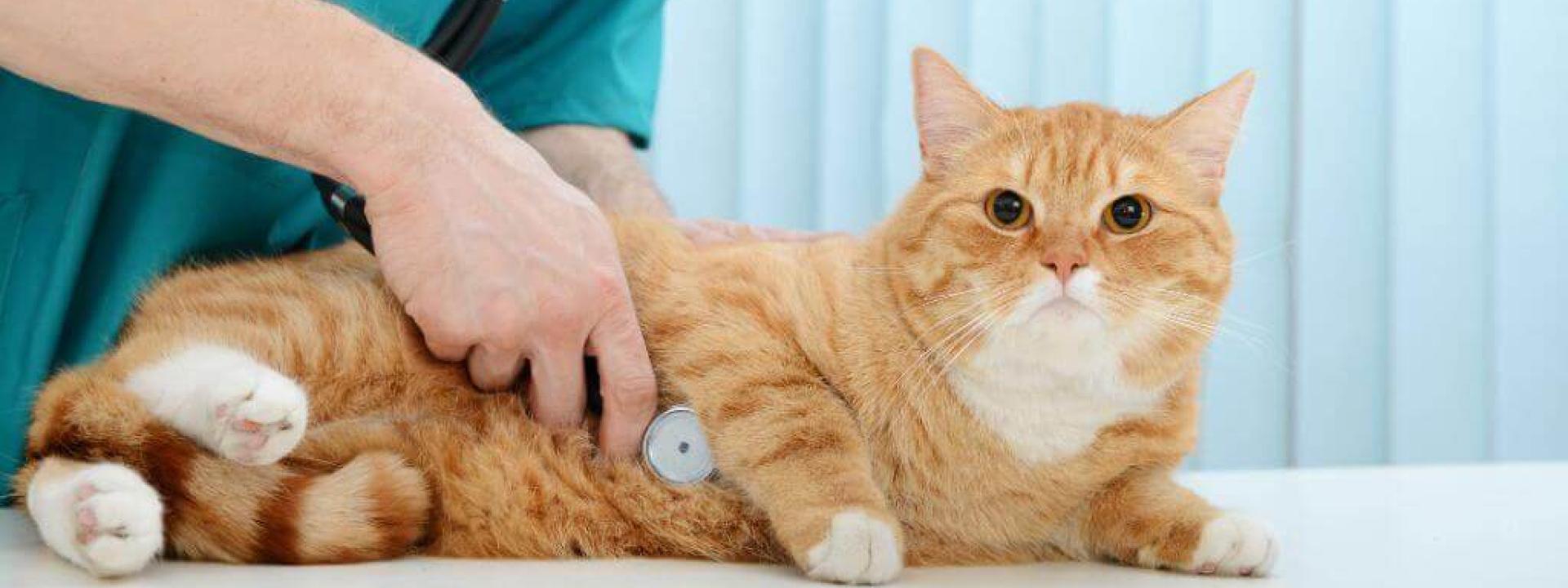 Cat at vet for cat annual wellness checkup