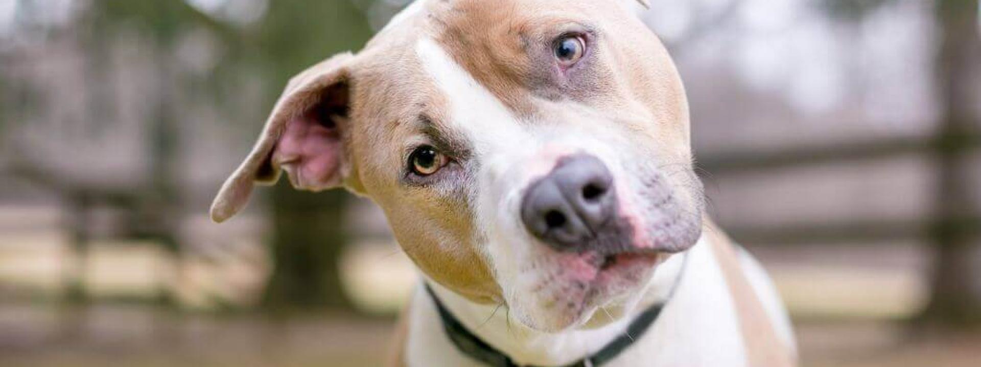 Can My Dog or Cat Take Human Medication?