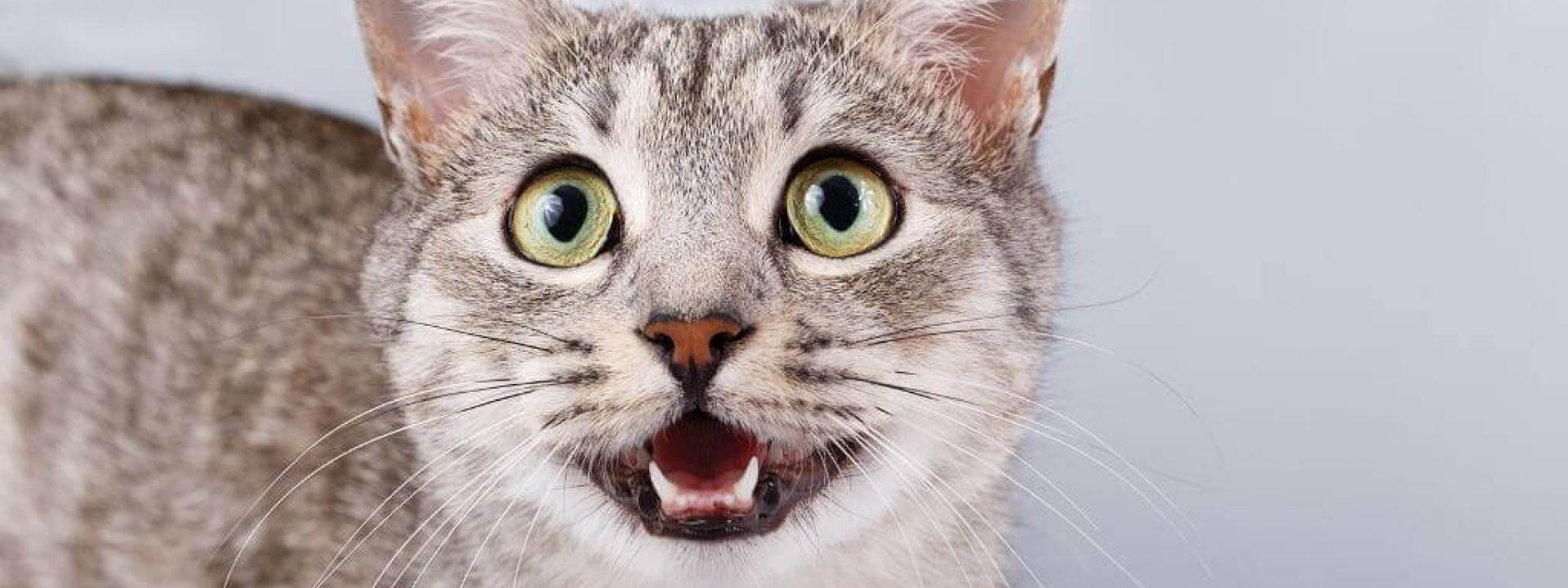 Cat looking and meowing